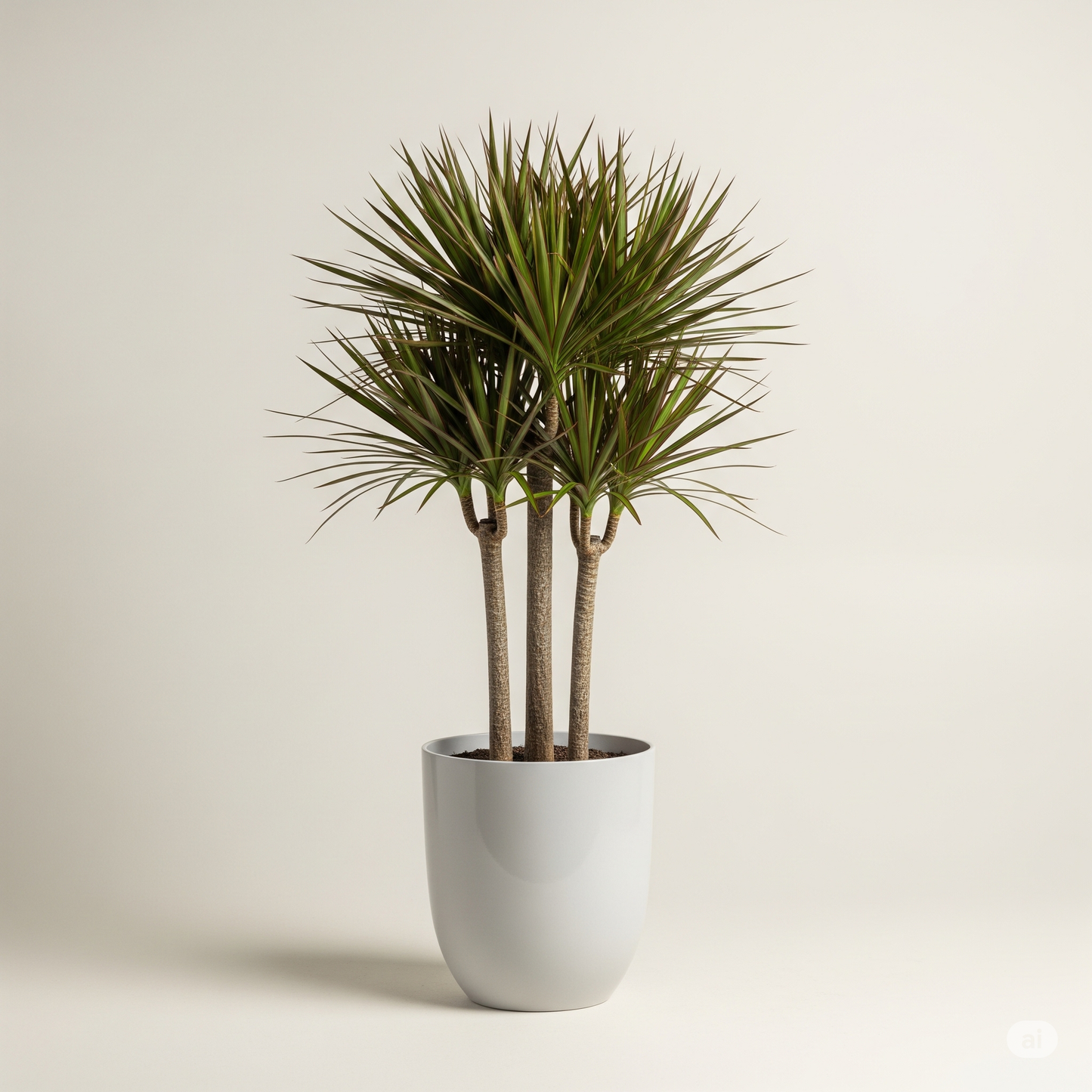 Madagascar Dragon Tree