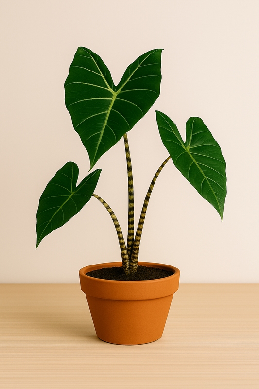 Alocasia Zebrina