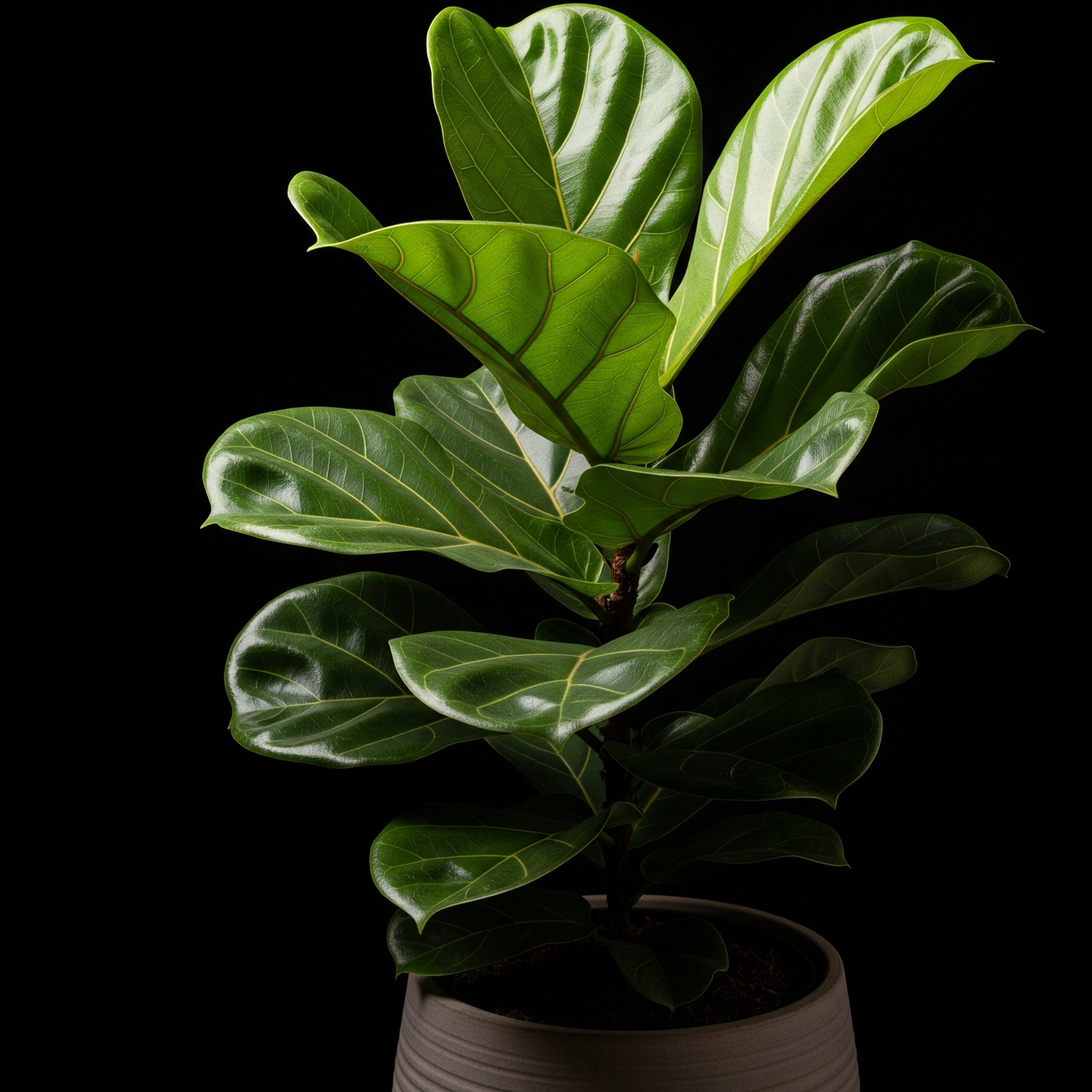Fiddle Leaf Fig (Ficus lyrata)