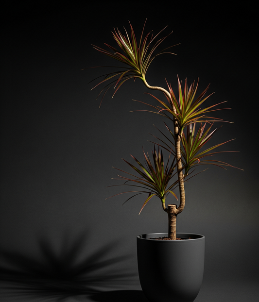 Madagascar Dragon Tree
