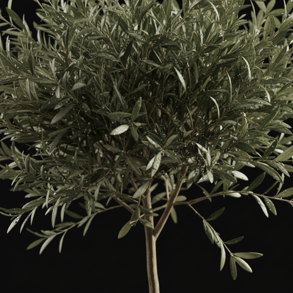 Olive tree (Olea europaea)