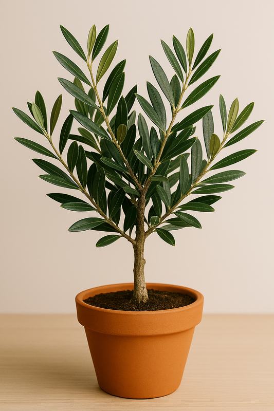 Olive tree (Olea europaea)