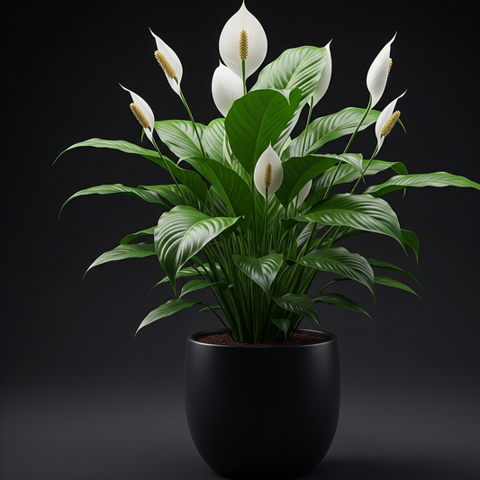 Peace Lily